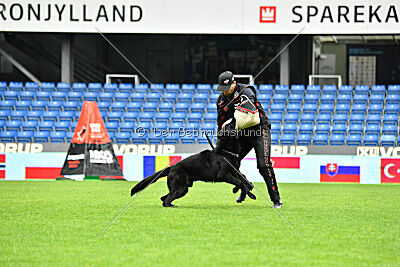 Asterix vom Parchimer Land