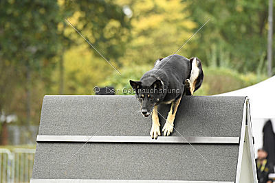 Asti vom Hundehager