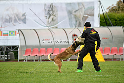 Avonwolf Delta Warrior