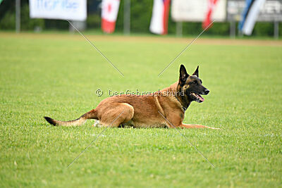 Avonwolf Delta Warrior