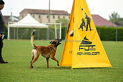 Avonwolf Delta Warrior