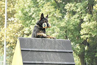 Aye vom Niedersachsenstein