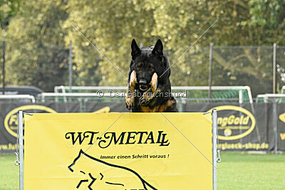 Aye vom Niedersachsenstein