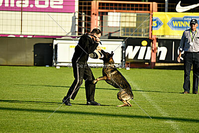 Azeem von der Michelbacher Heide