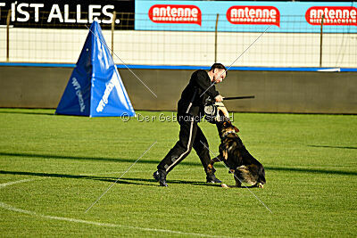 Azeem von der Michelbacher Heide