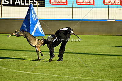 Azeem von der Michelbacher Heide