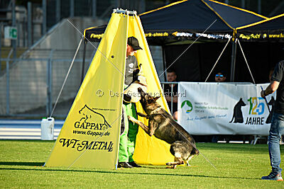 Azeem von der Michelbacher Heide