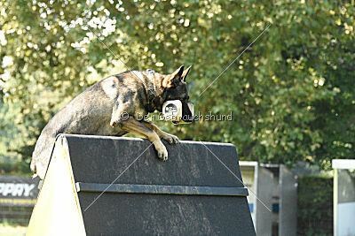 Azeem von der Michelbacher Heide