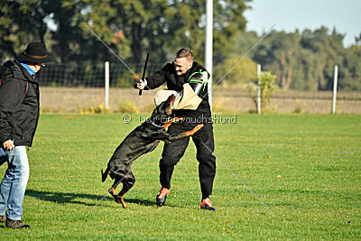 Baghira vom Schildwall
