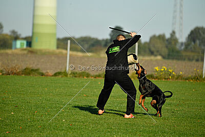 Baghira vom Schildwall