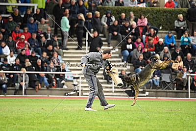 Baghira vom Wolfsstolz