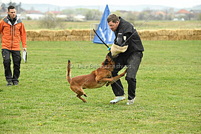 Baku Gods of Hermannstadt