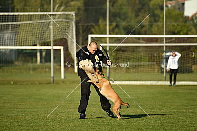 Bambuca von der schwarzen Mamba