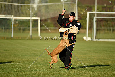 Bambuca von der schwarzen Mamba