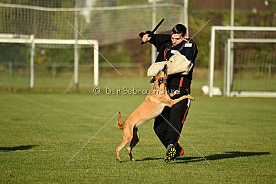 Bambuca von der schwarzen Mamba