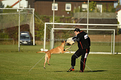 Bambuca von der schwarzen Mamba