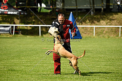 Bambuca von der schwarzen Mamba