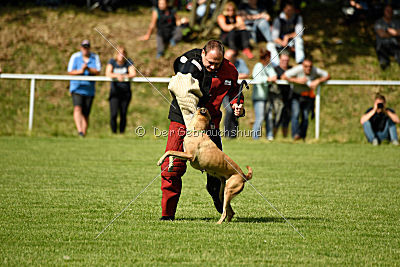 Bambuca von der schwarzen Mamba