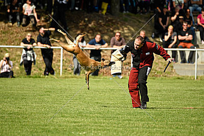 Bambuca von der schwarzen Mamba