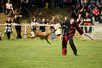 Bambuca von der schwarzen Mamba