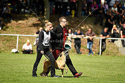 Bambuca von der schwarzen Mamba