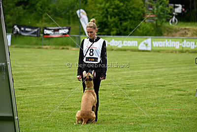 Bambuca von der schwarzen Mamba
