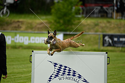 Bambuca von der schwarzen Mamba