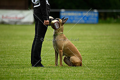 Bambuca von der schwarzen Mamba