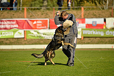 Bandit vom Steinsaal