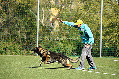 Bandit vom Steinsaal