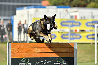 Bandit vom Steinsaal