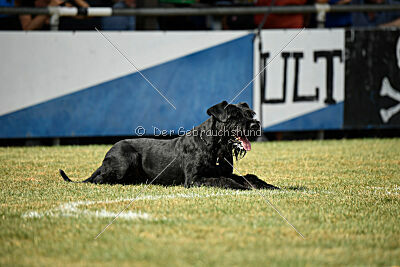 Barracof Giant Black Hawks