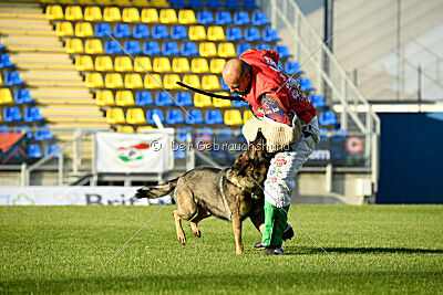 Bataro vom Drachenwolf