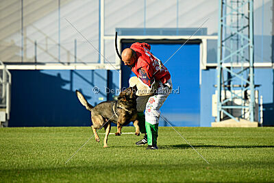 Bataro vom Drachenwolf