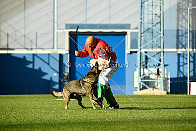 Bataro vom Drachenwolf