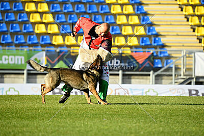 Bataro vom Drachenwolf