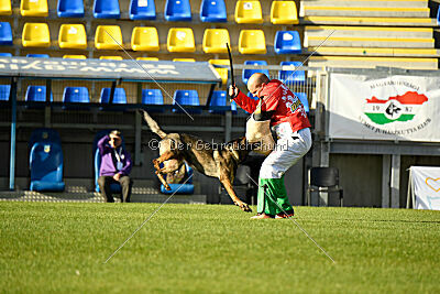 Bataro vom Drachenwolf