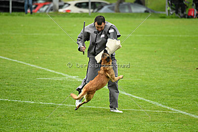 Baxel vom Haus Edental
