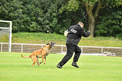 Baxel vom Haus Edental