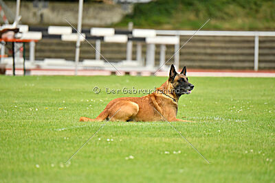 Baxel vom Haus Edental