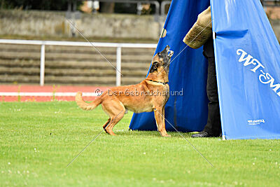 Baxel vom Haus Edental