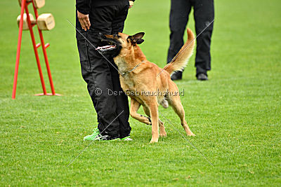 Baxx vom roten Drachen