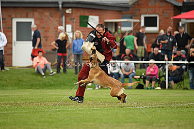 Baya vom Clan der Wölfe