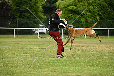 Baya vom Clan der Wölfe