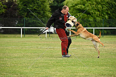 Baya vom Clan der Wölfe