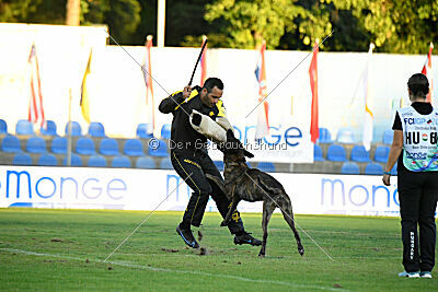 Bear Drive Unlimited