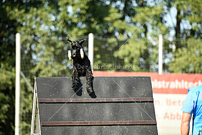 Beeslie von Elberfeld