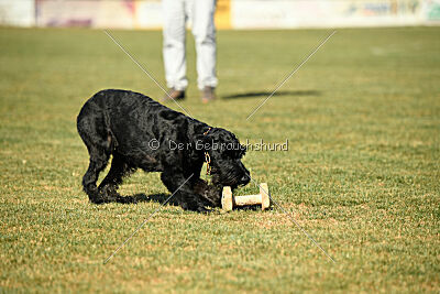 Beeslie von Elberfeld