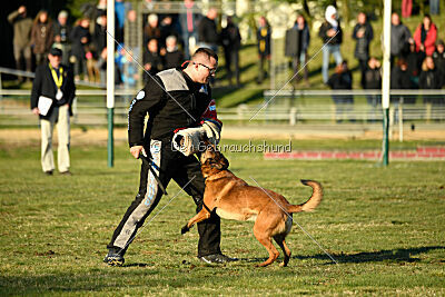 Belgian Tigers Linus