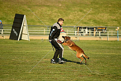 Belgian Tigers Linus